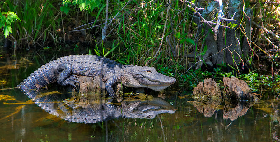 Happy Gator