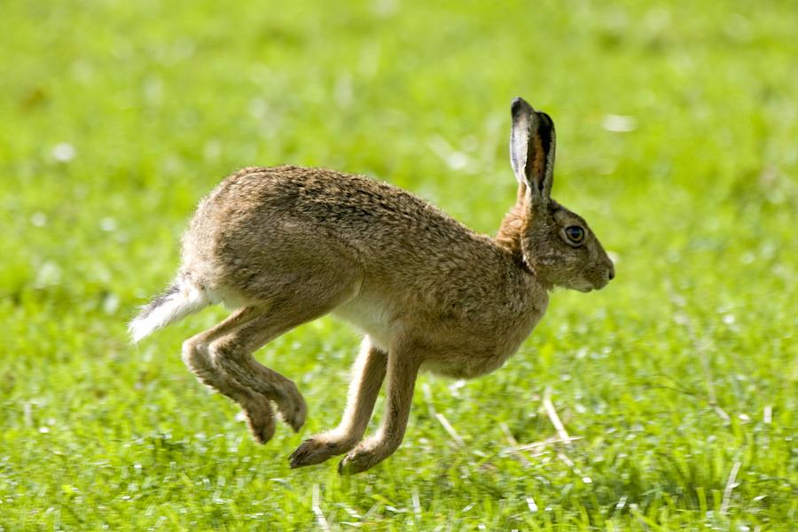 Hare Hopping In The Grass Photograph by John Short