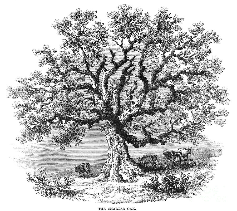 Hartford Charter Oak Photograph by Granger