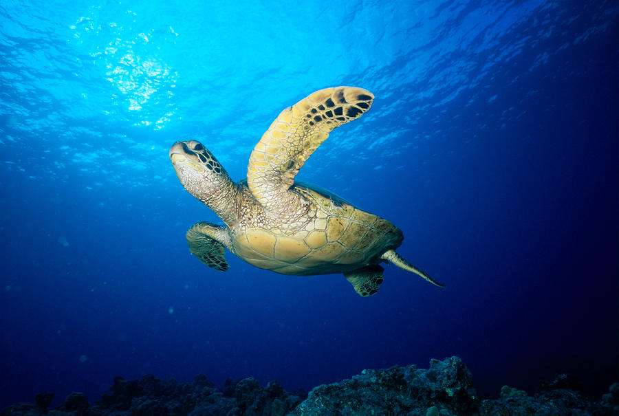 hawaii-green-sea-turtle-by-ed-robinson-printscapes