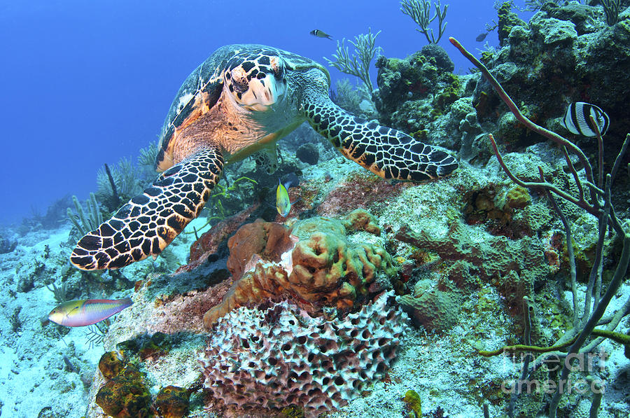 Hawksbill Turtle Feeding On Sponge Photograph By Karen Doody 