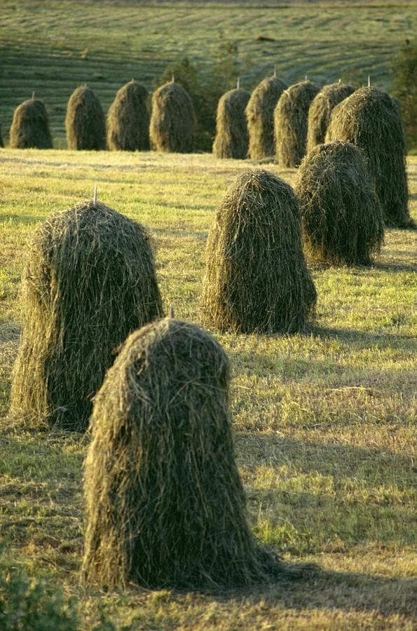 green hay