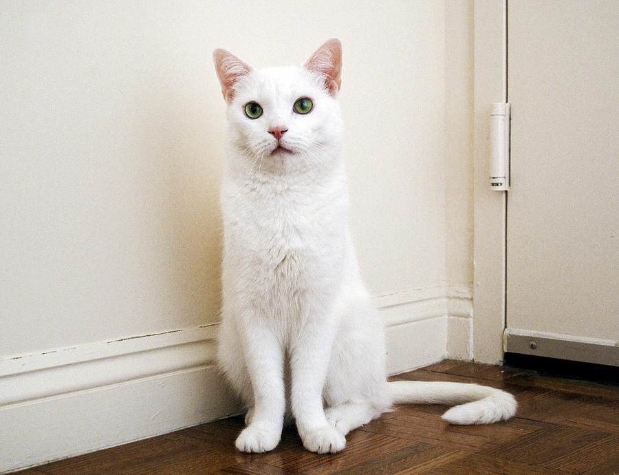  - healthy-white-cat-amy-steigbigel