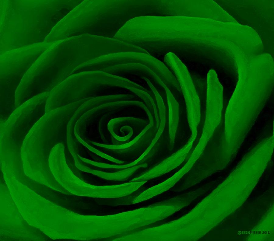 rose image gallery