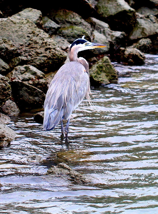 King Heron