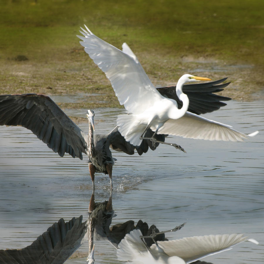 heron-vs-egret-by-joseph-g-holland