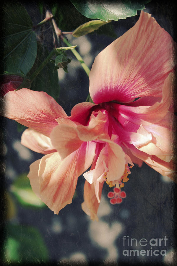  - hibiscus-amanda-starr