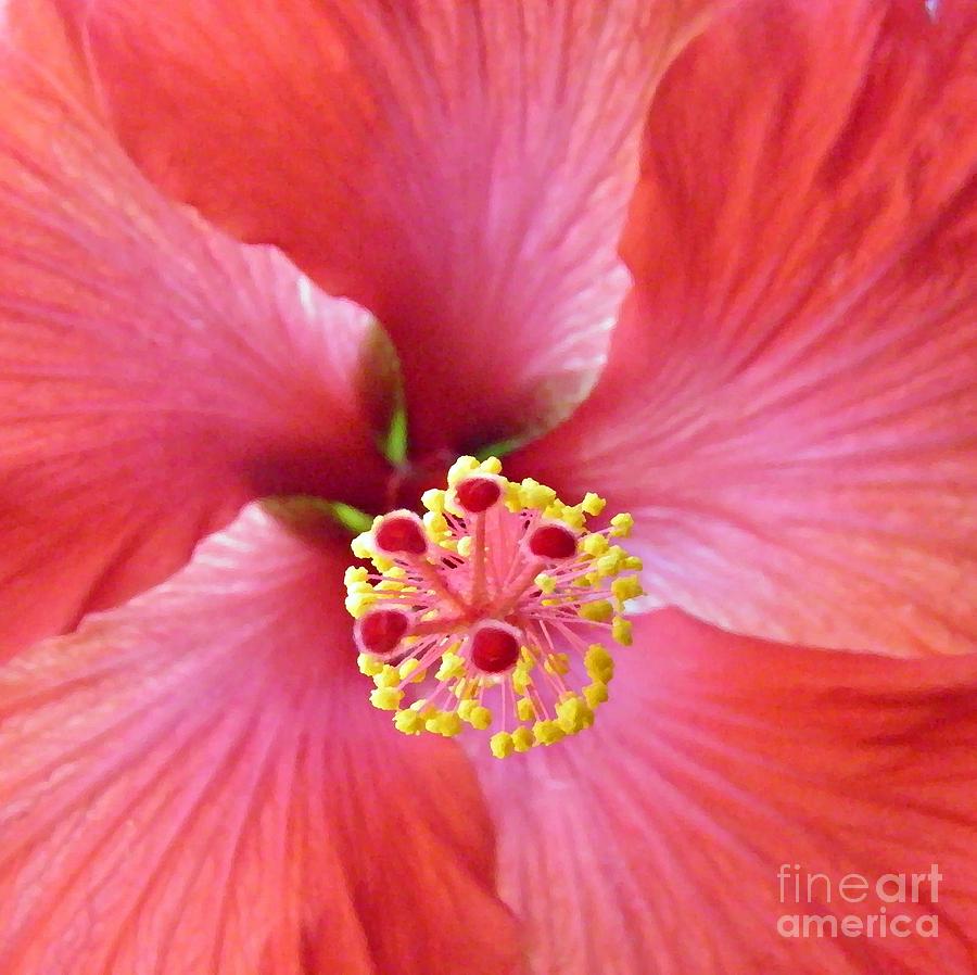 Hibiscus Close Up