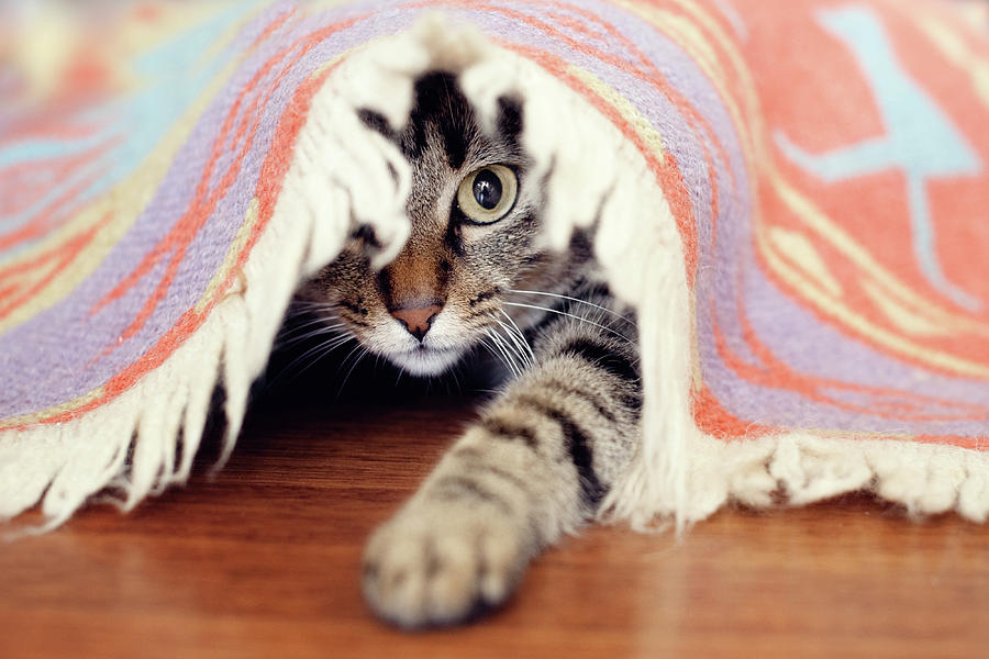 Hiding Tabby Cat by Hulya Ozkok