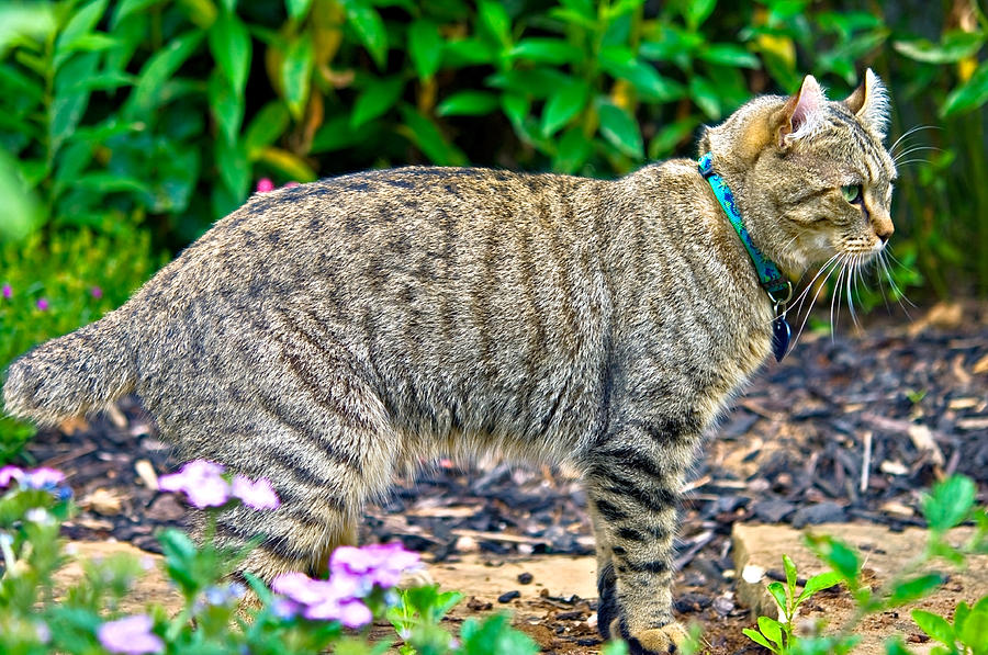 highland lynx