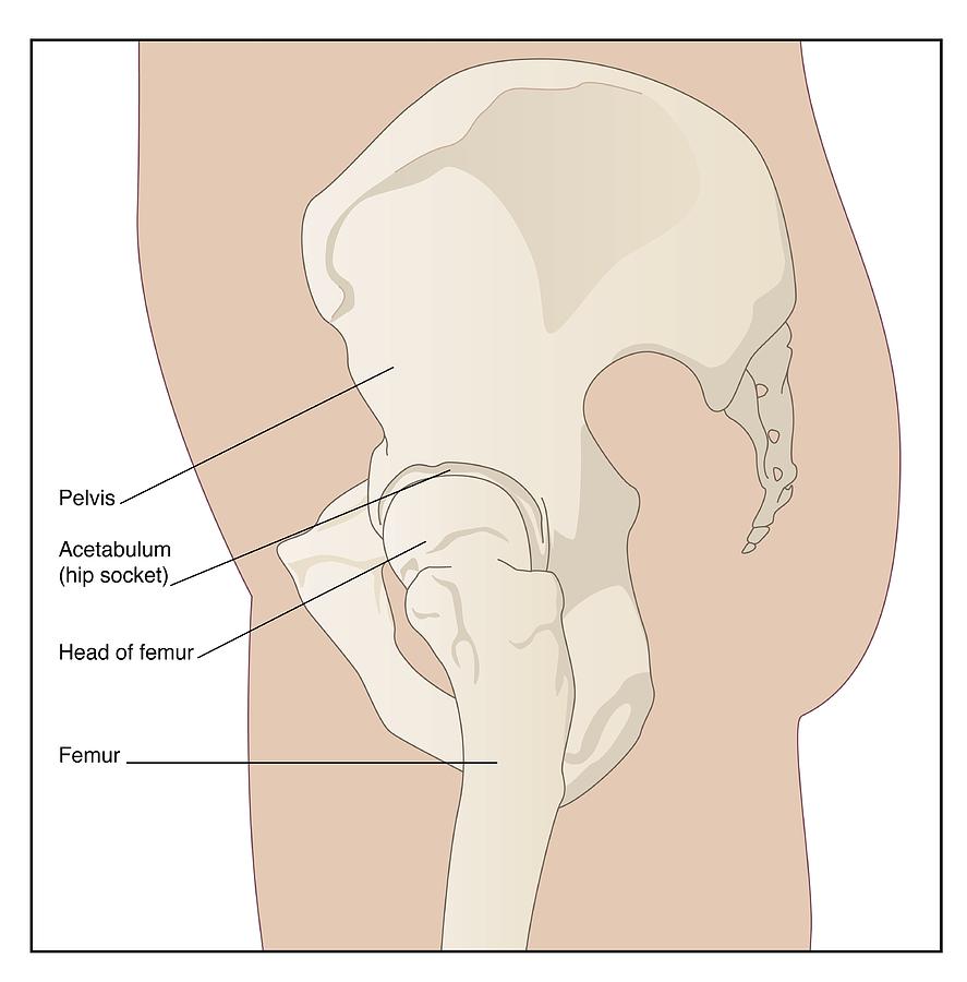 Hip Anatomy Artwork Photograph By Peter Gardiner