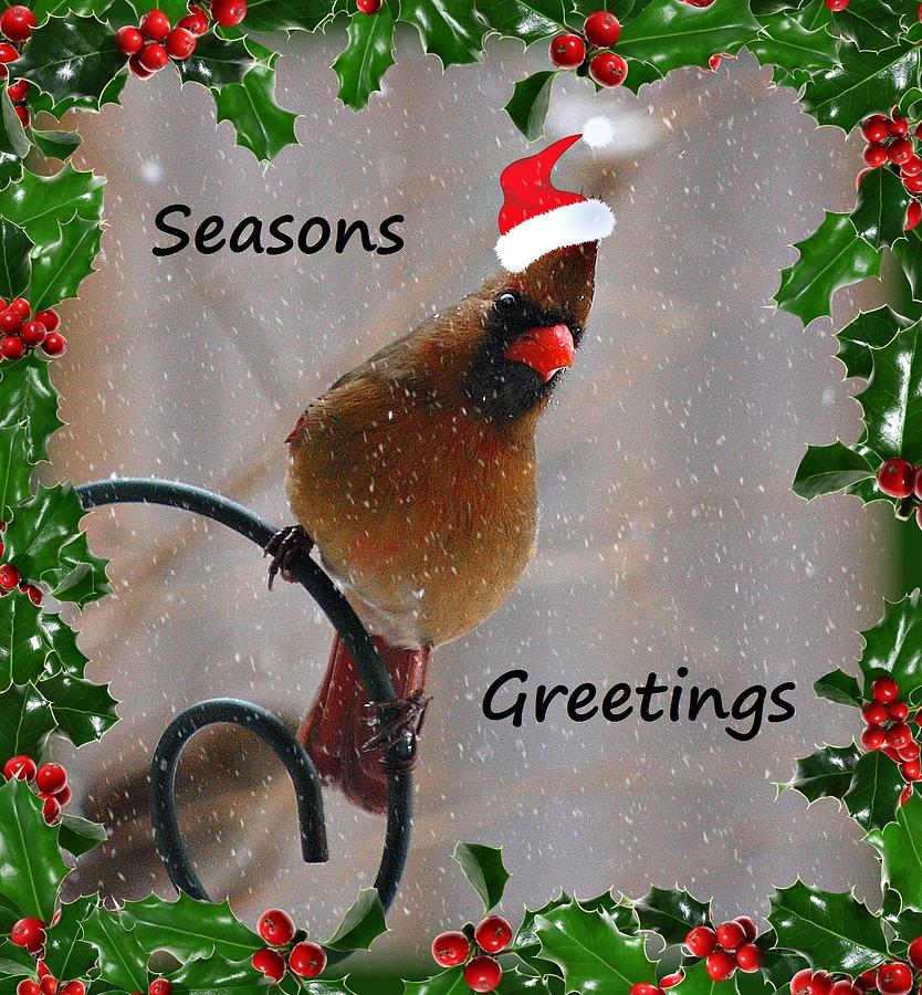  - holiday-wishes-robin-pross