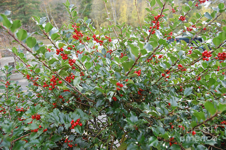 Holly Berry Bush Photograph