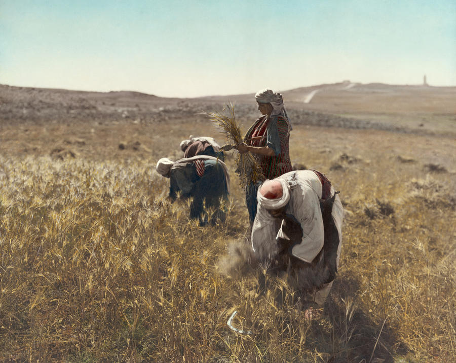 Holy Land Barley Harvest by Granger