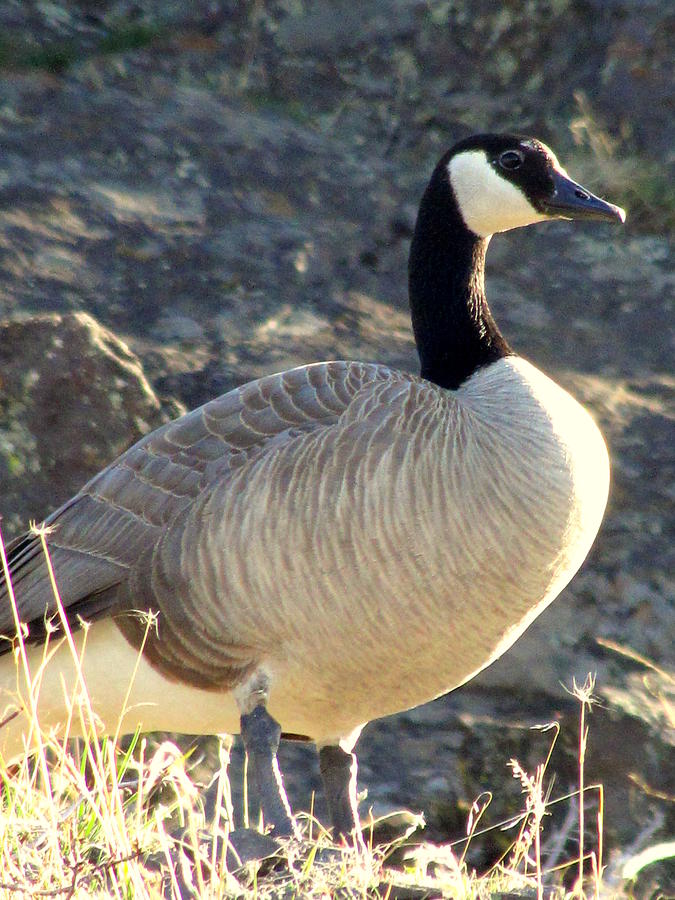  - honker-on-basalt-judy-garrett