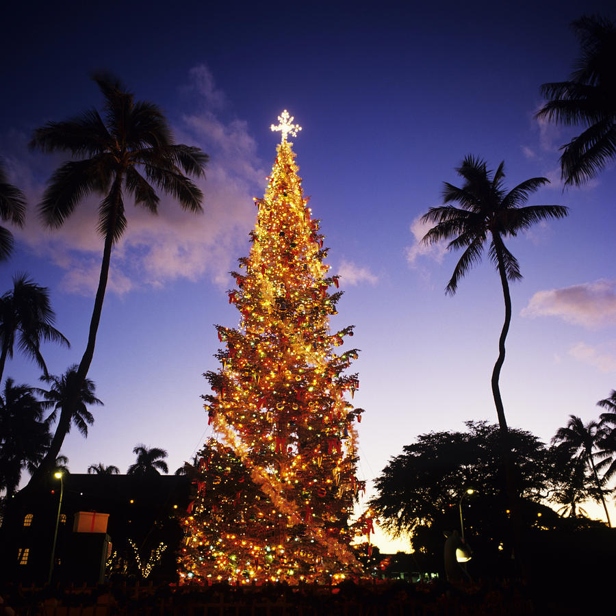 Christmas Trees In Hawaii 