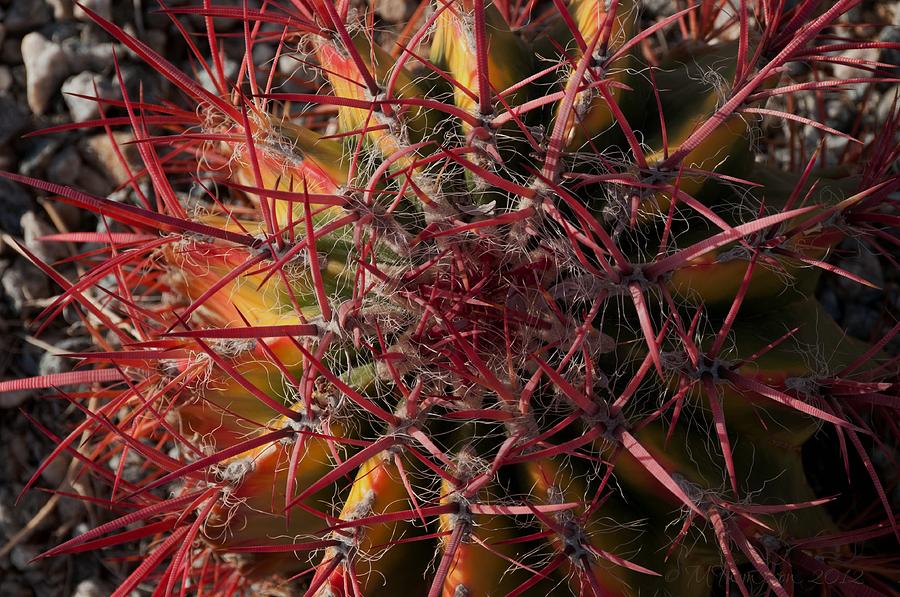Horse Crippler Cactus From Above Photograph Horse Crippler Cactus