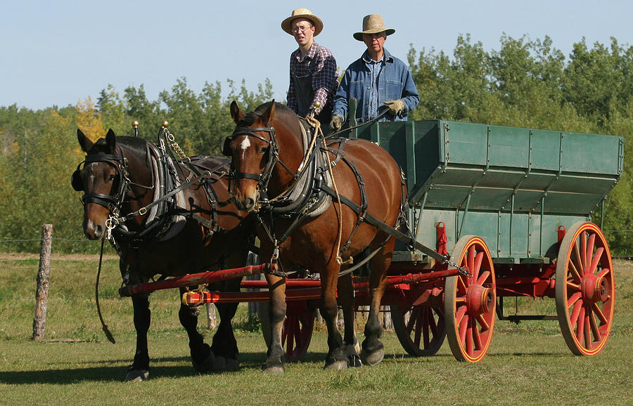 Horse Drawn Wagon by Jack Dagley