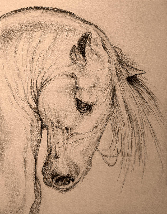 Horse Head Drawing by Evey Studios