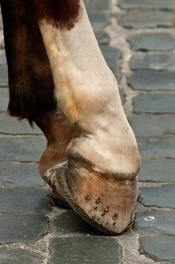 Horse Hoofs