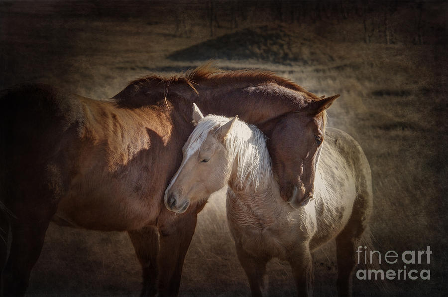 horse-hugs-prairie-poetry.jpg
