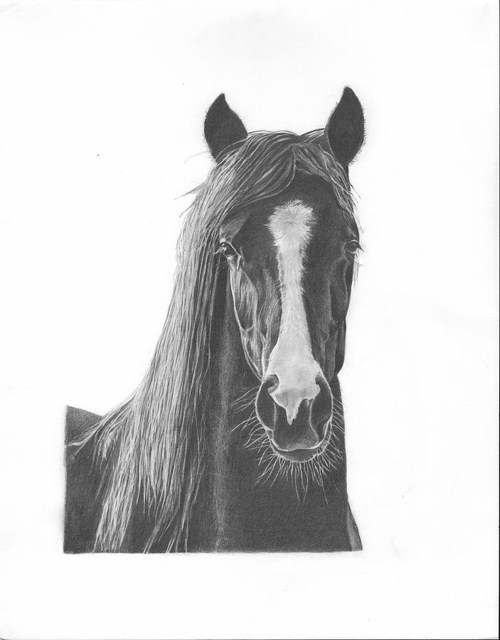 Horse Portrait by Sue Olson