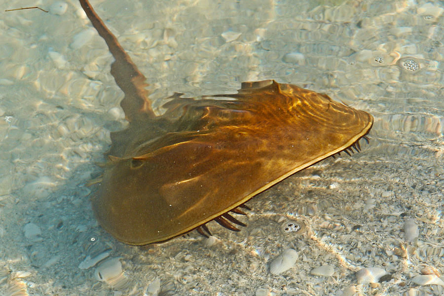 Horse Shoe Crab Photograph - Horse Shoe Crab Fine Art Print