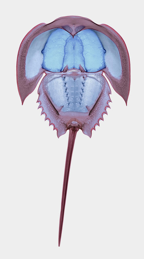 Horseshoe Crab, Xray Photograph by D. Roberts