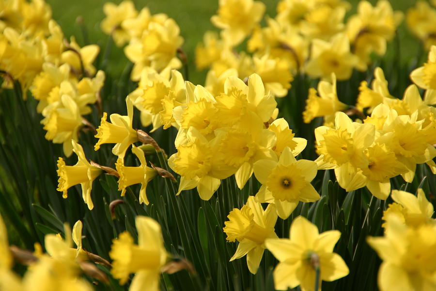 golden daffodils