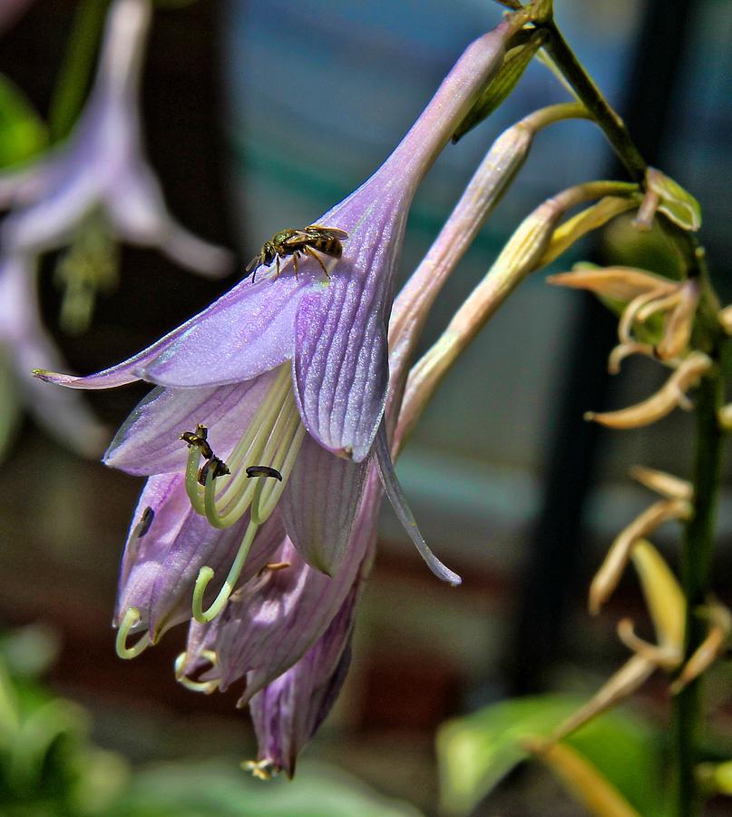  - hosta-bloom-and-bee-tom-culver