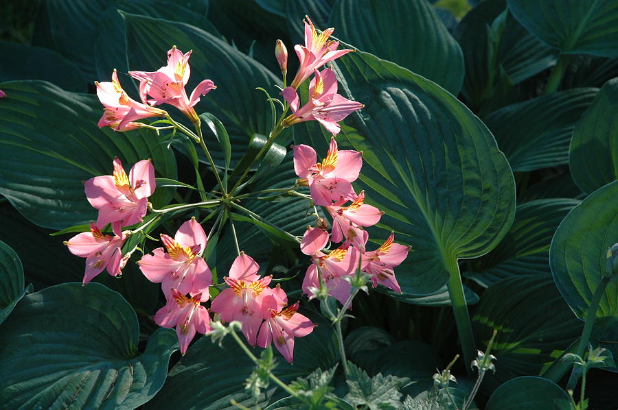 hosta flowering by scott alpen hosta flowering by scott alpen