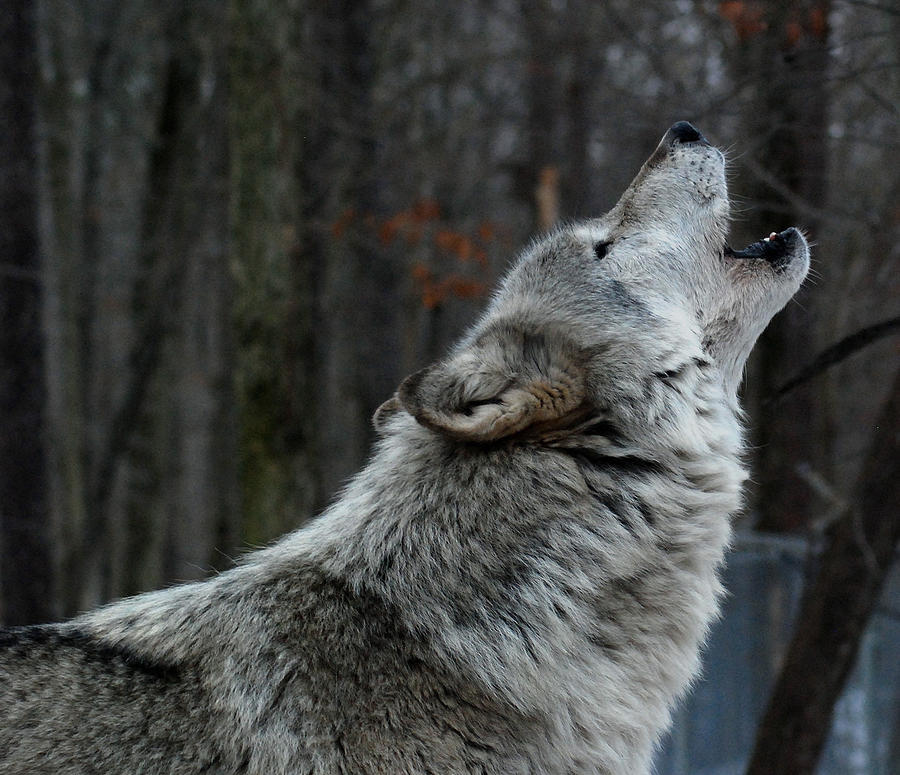 wolf howling