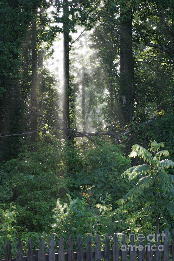 Humid Photograph by Cris Hayes