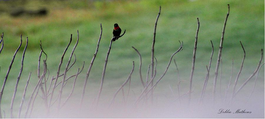  - humming-bird-resting-on-a-branch-debbie-mathews