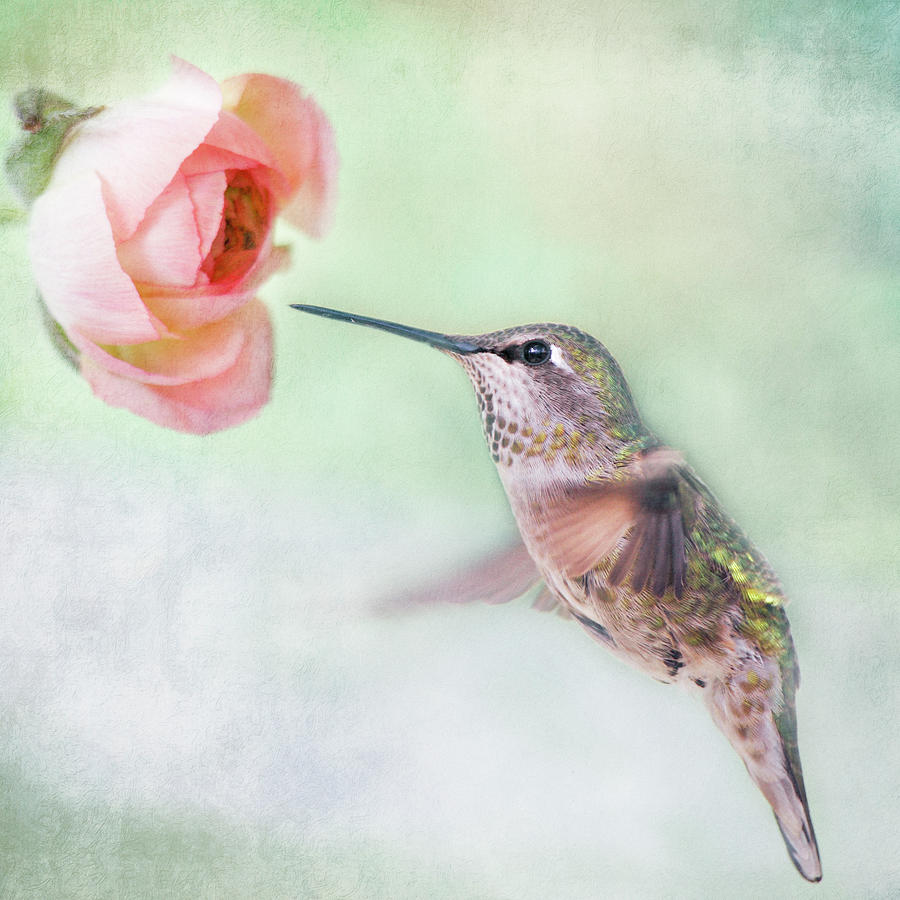 Hummingbird And Ranunculus Photograph