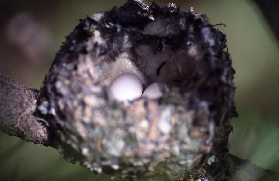 hummingbird eggs by cynthia cox cottam hummingbird eggs hummingbird eggs by cynthia cox cottam hummingbird eggs