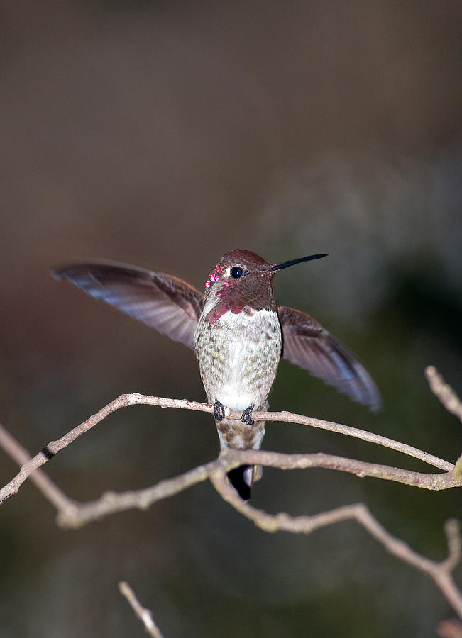 hummingbird in california by leo miranda hummingbird in california by leo miranda