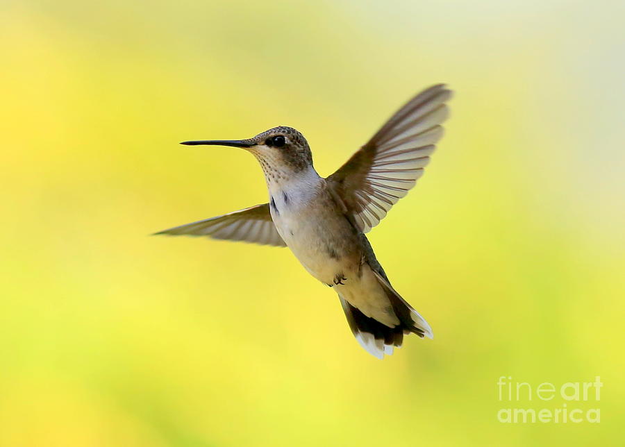hummingbird in yellow by carol groenen hummingbird in yellow by carol groenen