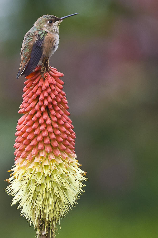 http://images.fineartamerica.com/images-medium-large/hummingbird-sitting-on-a-red-hot-poker-kniphofia-uvaria-flower-ed-book.jpg