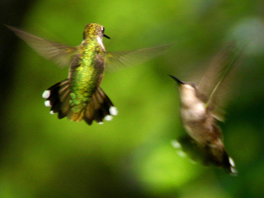 hummingbirds fighting by fred baird hummingbirds fighting by fred baird