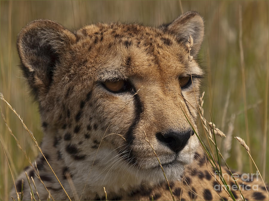 Hunting Cheetah