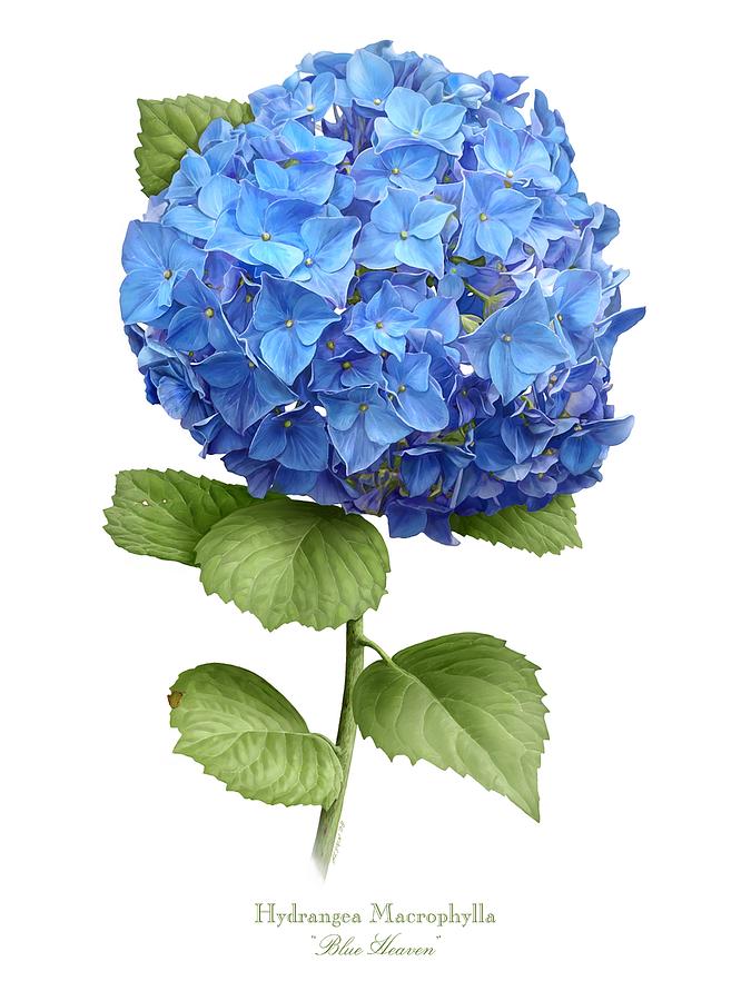 Blue Hydrangea Drawing Hydrangea blue heaven painting