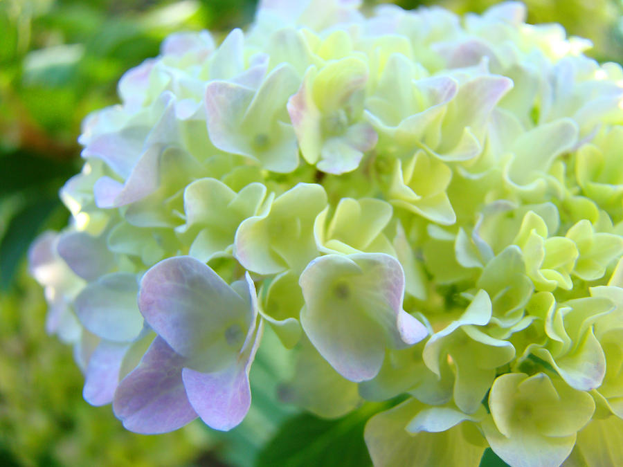 Hydrangea Floral Fine Art Prints Paste Yellow Green is a photograph by 
