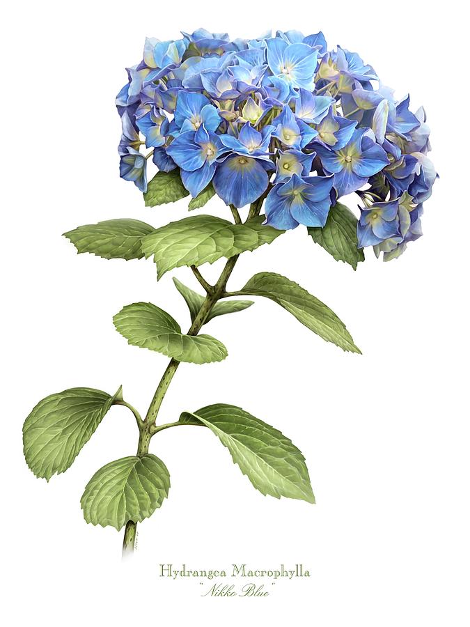 hydrangea-nikko-blue-marilynn-flynn.jpg