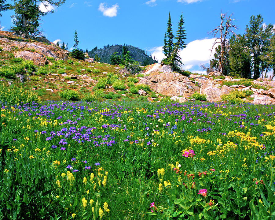 Idaho Mountain Wildflowers By Ed Riche