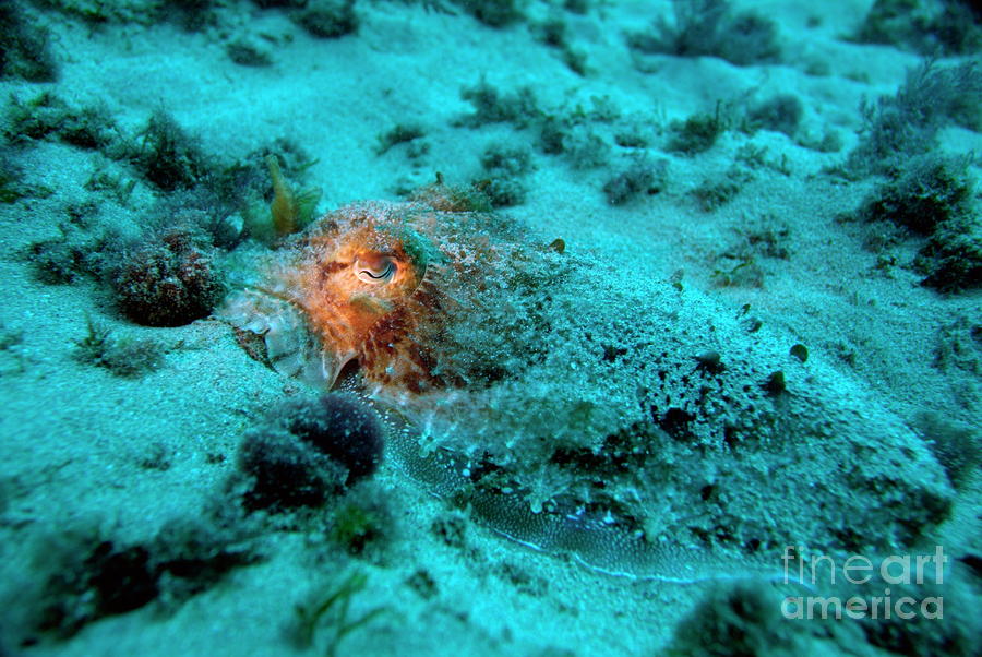 Cuttlefish Eye