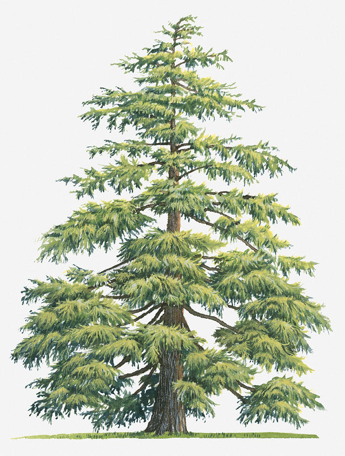 Illustration Of Evergreen Cedrus Deodara (deodar Cedar, Himalayan Cedar