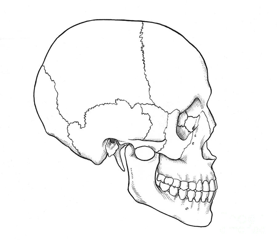 Строение черепа рисунок