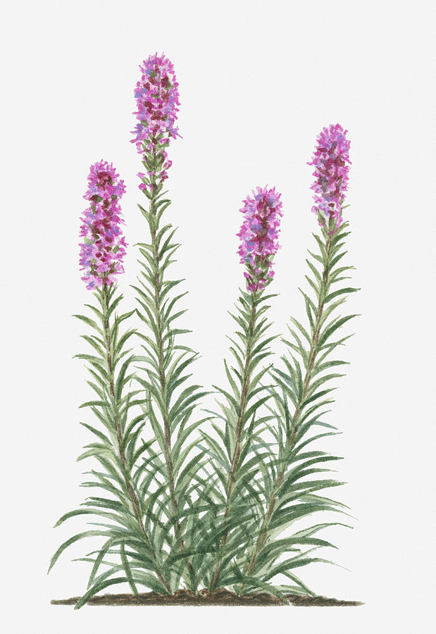  - illustration-of-liatris-spicata-prairie-gay-feather-bearing-spikes-of-deep-pink-flowers-on-tall-stems-with-green-leaves-valerie-price