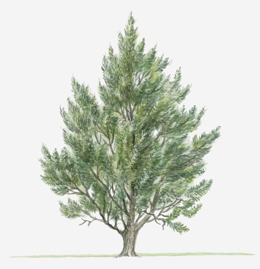 clip art juniper tree - photo #3